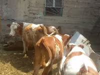 Bull, Simmental cattle — photo 4