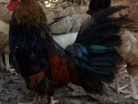 Chickens — photo 1