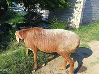 Qoç, Agin sheep — foto 1