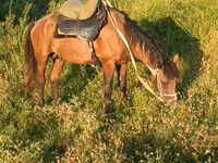 Horse (M), Horses — photo 4