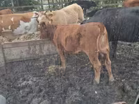 Cow, Cattle — photo 2