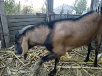 Keçi, Nubian Goat — foto 4