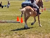 Aygʻir, Haflinger — 5-rasm