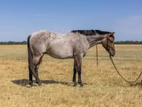 Cavalo, Quarter Horse — foto 3