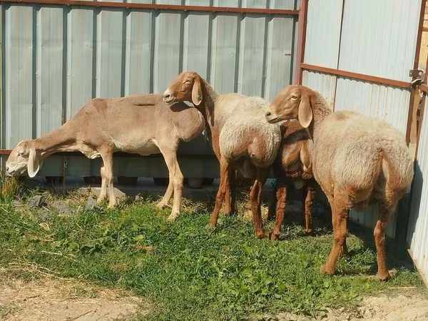 Schaf, Arashan sheep