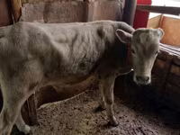Cattle (batch, sex not specified), Cattle — photo 4