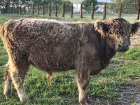 Byk, Krowa gallowajska — zdjęcie 2