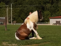 At, Pinto horses — foto 8