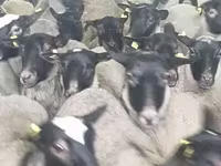 Schaf, Romanov sheep — Foto 3