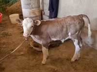 Bull, Red-spotted breed — photo 5