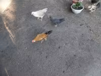 Japonský bantam — foto 4