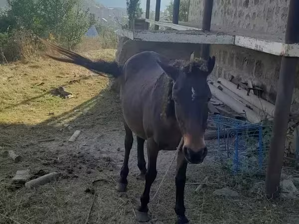 घोड़ी, घोड़े