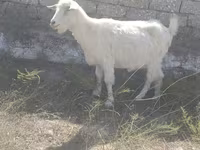 母山羊, Goats — 照片 2