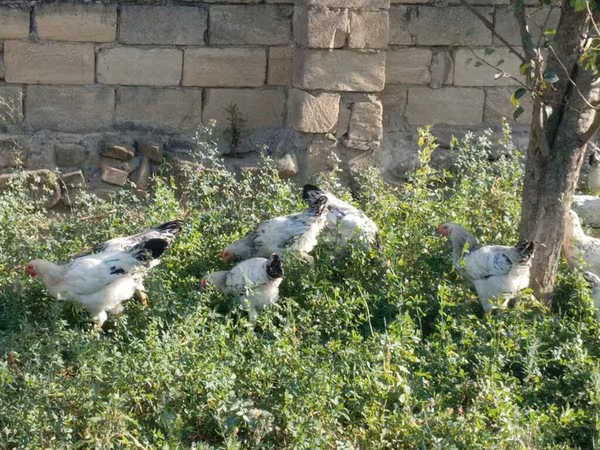 Chickens