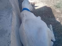Keçi, Saanen goat — foto 3