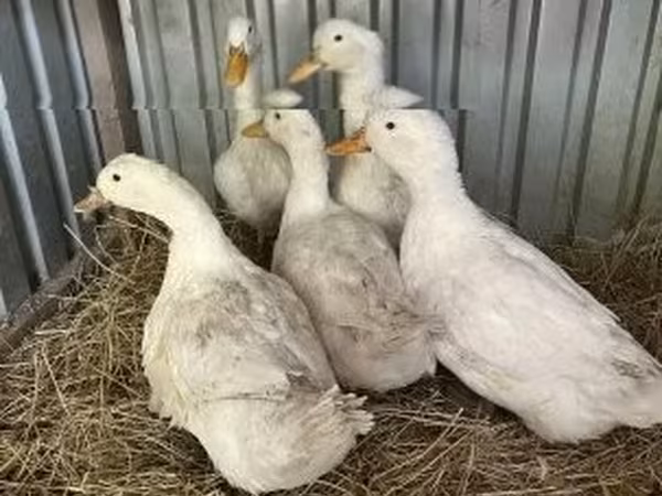 Ducks