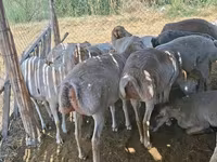Sheep, Sheep — photo 1