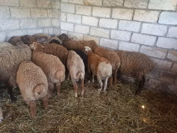 Sheep, Sheep — Azerbaijan