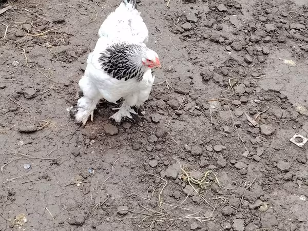 Brahma