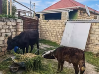 Kuh, Simmental cattle — Foto 6
