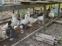 Ducks — photo 4