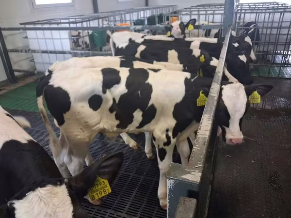 Býk, Russian Black pied cattle