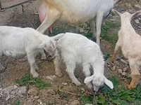 Dişi keçi, Keçilər — foto 7