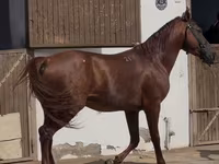 घोड़ा, Karabakh horse — फ़ोटो 2