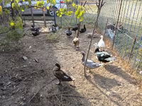 Ducks — 照片 8
