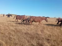 Klisna, Horse breed — foto 2