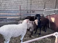 Baran, Owce — zdjęcie 4