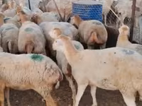 Sheep (batch, sex not specified), Sheep — photo 2
