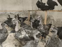 Chickens — photo 1