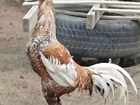 Gallina checa dorada veteada — foto 1
