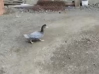 Ducks — photo 1