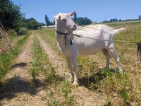 बकरी, Saanen goat — फ़ोटो 4