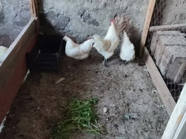 Ayam Cemani