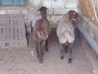 Oveja, Ovejas — foto 2