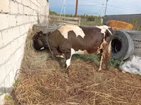 Cow, Simmental cattle — photo 2