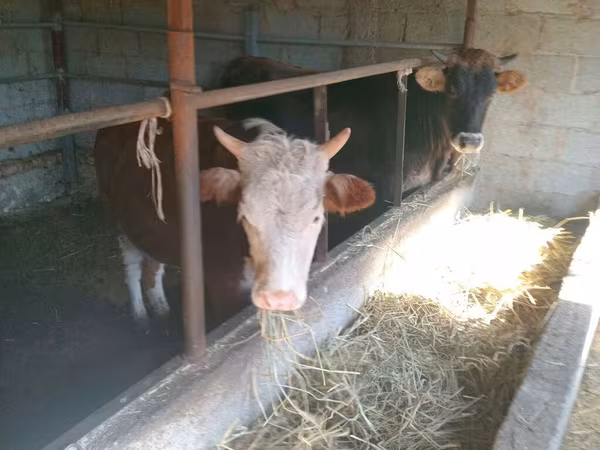 İnək, Simmental cattle