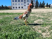 Chickens — photo 2