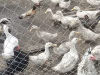 Ducks — photo 1