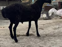 Ram, Hissar sheep — photo 2