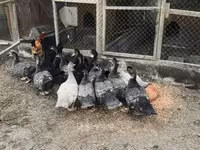 Ev Muskovisi — foto 3
