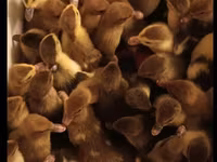 Ducks — photo 2
