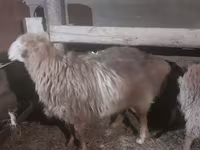 Baran, Hissar sheep — zdjęcie 3
