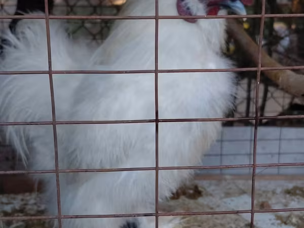 Silkie