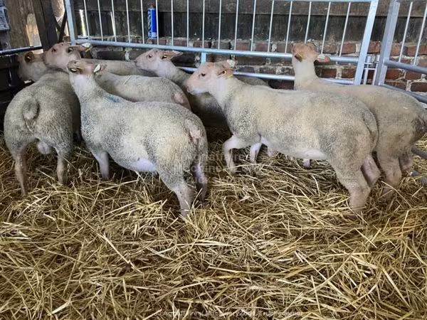Qoyun, Charollais sheep