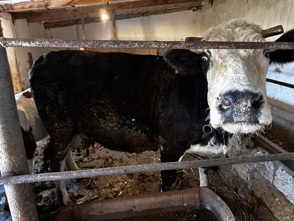 Cow, Simmental cattle — Azerbaijan
