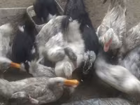 Ducks — photo 3